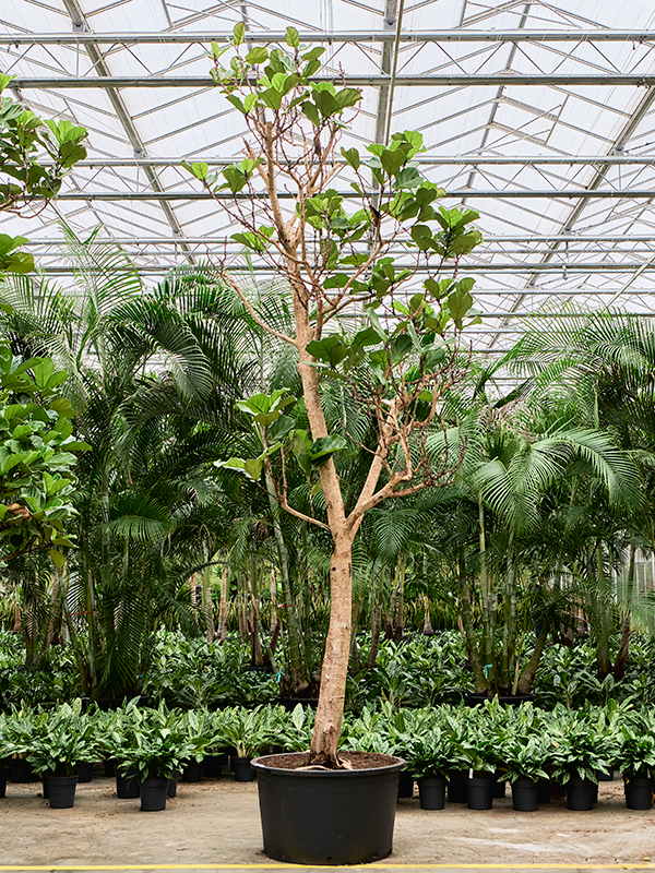 Фикус лировидный (лирата) 96/520 (Nieuwkoop Europe) 39419 - фото 99926