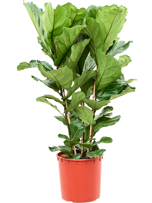 Фикус лировидный (лирата) 34/140 (Nieuwkoop Europe) 39423 - фото 99930