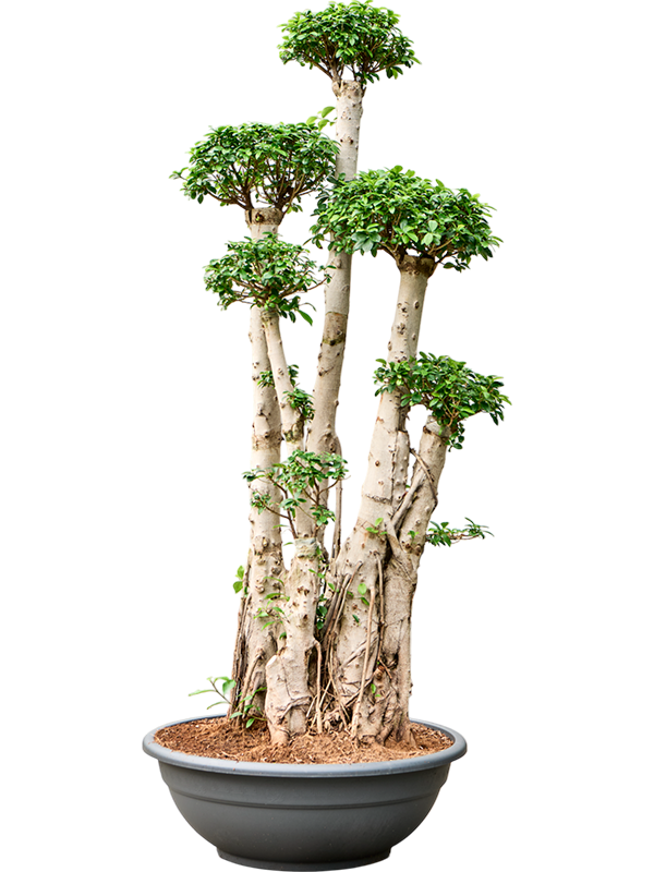 Фикус микрокарпа (мелкоплодный) "Compacta" 75/220 (Nieuwkoop Europe) 39425 - фото 99932