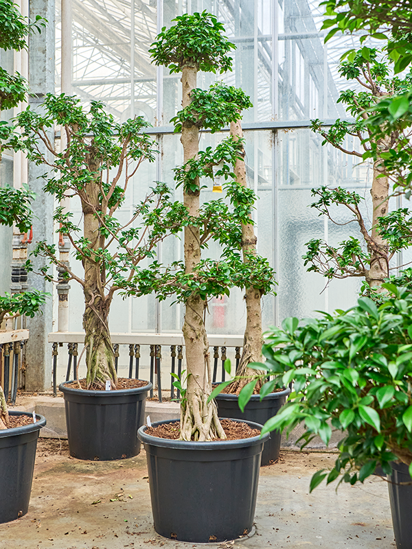 Фикус микрокарпа (мелкоплодный) "Compacta" 50/200 (Nieuwkoop Europe) 39426 - фото 99933