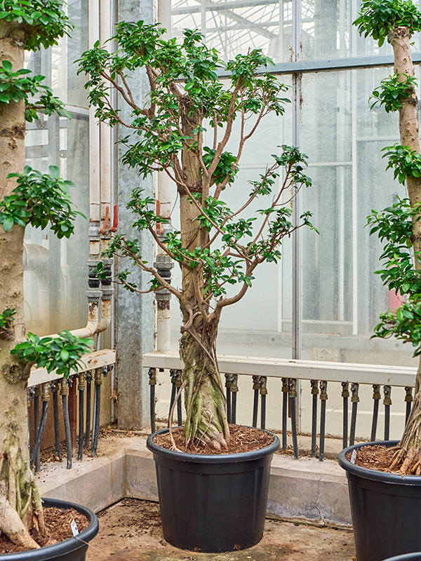 Фикус микрокарпа (мелкоплодный) "Compacta" разветвленный 50/225 (Nieuwkoop Europe) 39427 - фото 99934