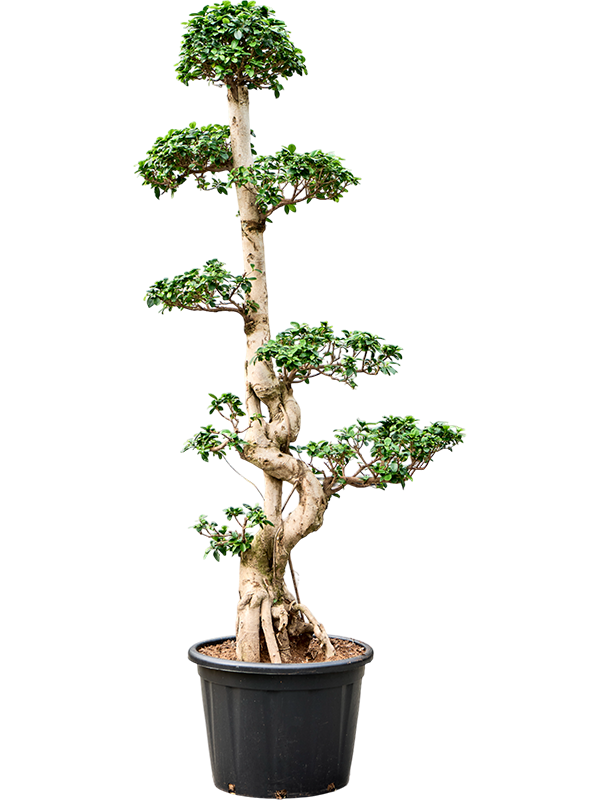 Фикус микрокарпа (мелкоплодный) "Compacta" 50/225 (Nieuwkoop Europe) 39429 - фото 99936