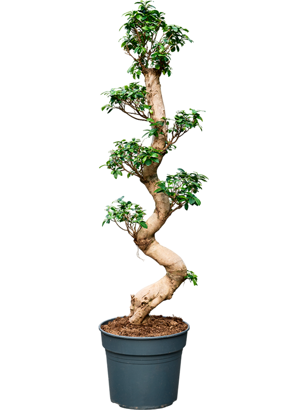 Фикус микрокарпа (мелкоплодный) "Compacta" 38/150 (Nieuwkoop Europe) 39430 - фото 99937