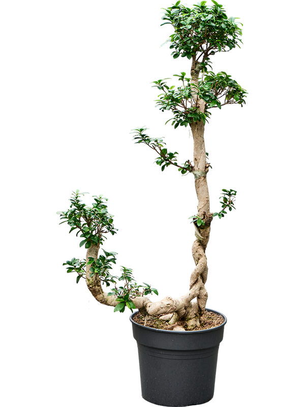 Фикус микрокарпа (мелкоплодный) "Compacta" разветвленный 38/150 (Nieuwkoop Europe) 39431 - фото 99938