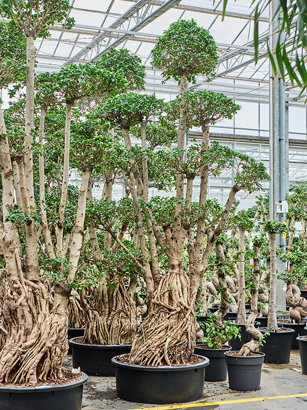 Фикус микрокарпа (мелкоплодный) "Compacta" 88/340 (Nieuwkoop Europe) 39432 - фото 99939