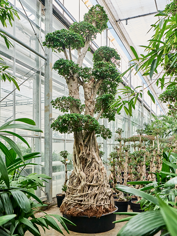 Фикус микрокарпа (мелкоплодный) "Compacta" 110/420 (Nieuwkoop Europe) 39434 - фото 99941