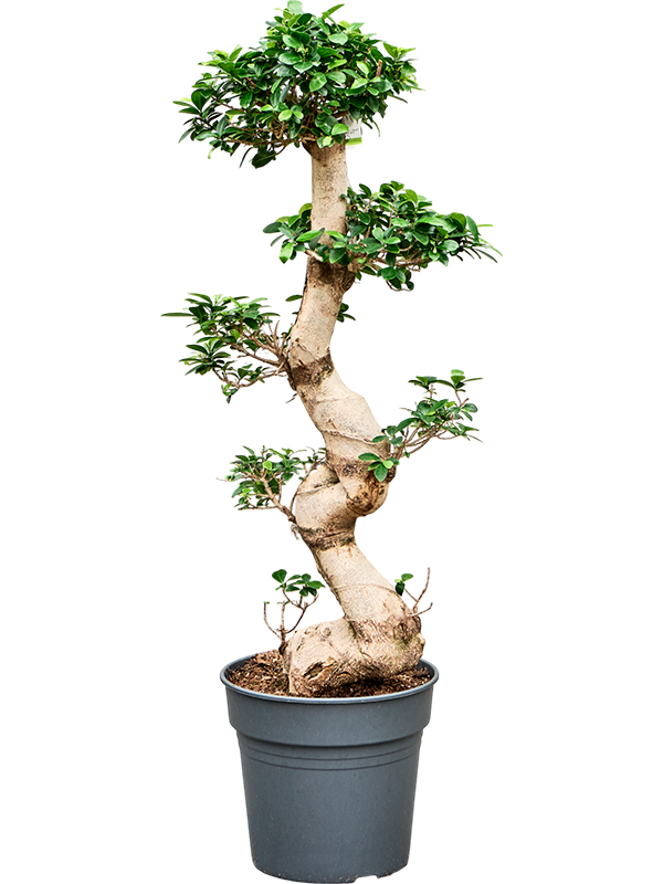 Фикус микрокарпа (мелкоплодный) "Compacta" 30/110 (Nieuwkoop Europe) 39435 - фото 99942