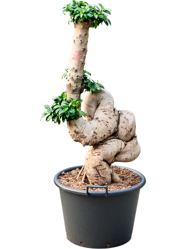 Фикус микрокарпа (мелкоплодный) "Compacta" 50/140 (Nieuwkoop Europe) 39438 - фото 99945