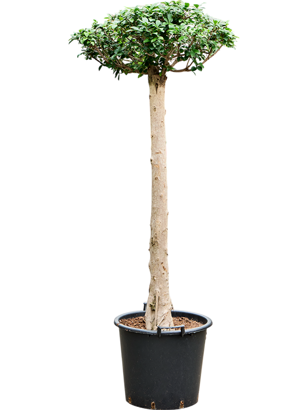 Фикус микрокарпа (мелкоплодный) "Compacta" 45/190 (Nieuwkoop Europe) 39439 - фото 99946