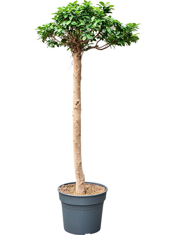 Фикус микрокарпа (мелкоплодный) "Compacta" 38/160 (Nieuwkoop Europe) 39441 - фото 99948