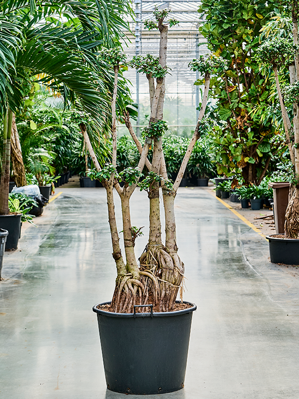 Фикус микрокарпа (мелкоплодный) "Compacta" 65/250 (Nieuwkoop Europe) 39442 - фото 99949