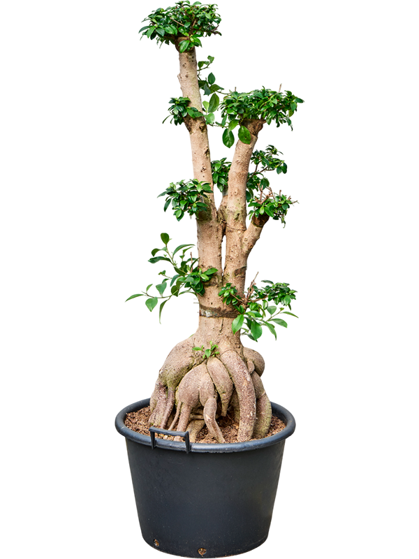 Фикус микрокарпа (мелкоплодный) "Ginseng" 50/150 (Nieuwkoop Europe) 39444 - фото 99951