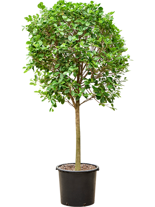 Фикус микрокарпа (мелкоплодный) "Moclame" 45/210 (Nieuwkoop Europe) 39447 - фото 99954