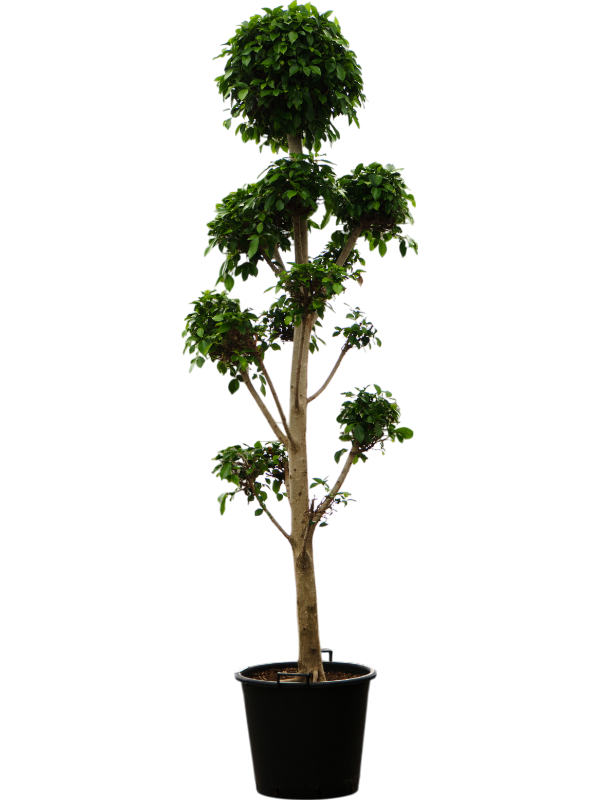 Фикус микрокарпа (мелкоплодный) "Nitida" 50/240 (Nieuwkoop Europe) 39449 - фото 99956