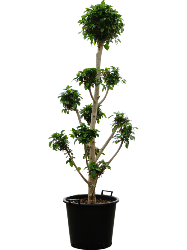 Фикус микрокарпа (мелкоплодный) "Nitida" 50/190 (Nieuwkoop Europe) 39450 - фото 99957