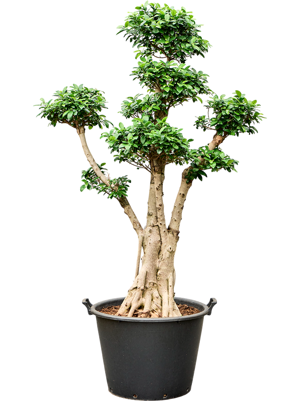 Фикус микрокарпа (мелкоплодный) "Nitida" 55/200 (Nieuwkoop Europe) 39451 - фото 99958