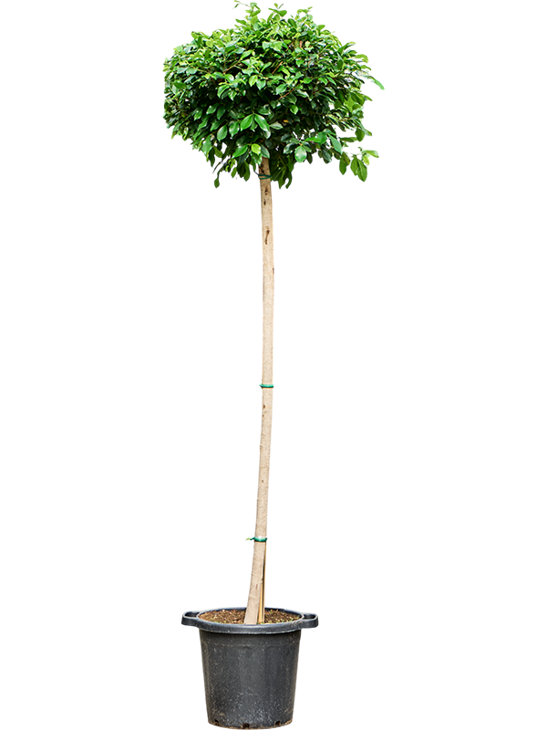 Фикус микрокарпа (мелкоплодный) "Nitida" 46/280 (Nieuwkoop Europe) 39452 - фото 99959