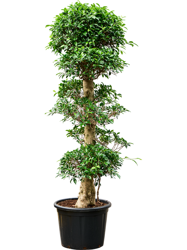 Фикус микрокарпа (мелкоплодный) "Nitida" 50/200 (Nieuwkoop Europe) 39453 - фото 99960