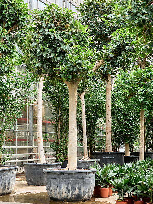 Фикус ржаволистный (рубигиноза) "Australis" 115/420 (Nieuwkoop Europe) 39465 - фото 99962