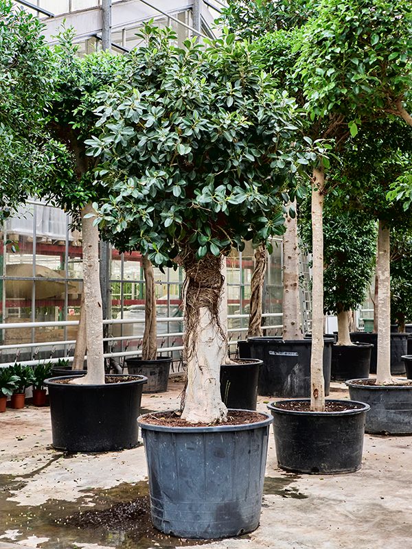 Фикус ржаволистный (рубигиноза) "Australis" 95/350 (Nieuwkoop Europe) 39467 - фото 99964