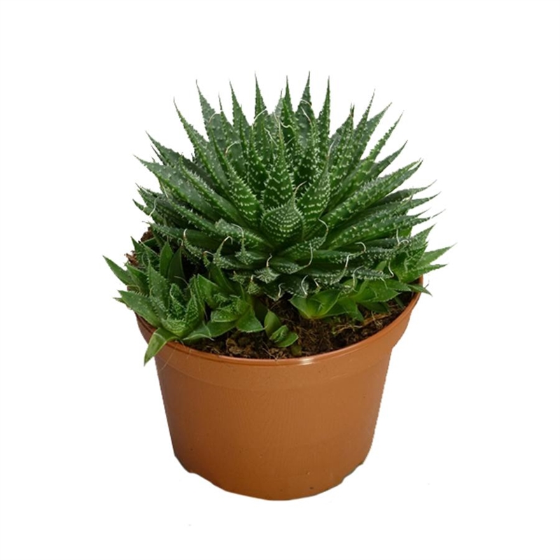 Алое аристата 11/20 (GL) 39475 - фото 99974