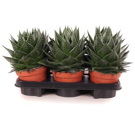 Алое Космо 13/20 (GL) 39476 - фото 99975