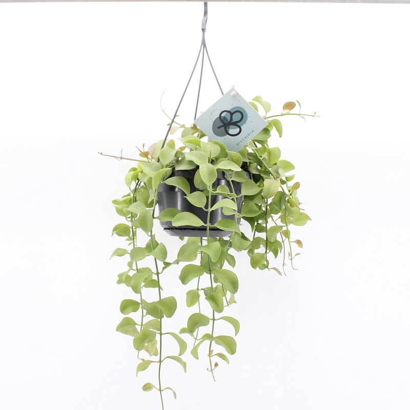 Дисхидия сингулярис 14/40 (GL) 39483 - фото 99982