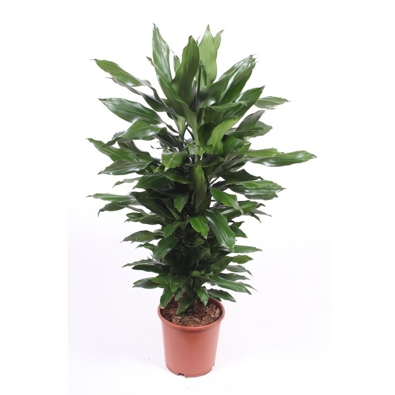 Драцена Джанет Линд бранч 24/100 (GL) 39484 - фото 99983