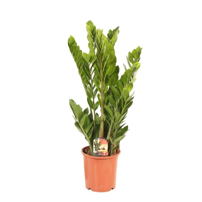 Замиакулькас замиелист. 24/100 (GL) 39490 - фото 99989