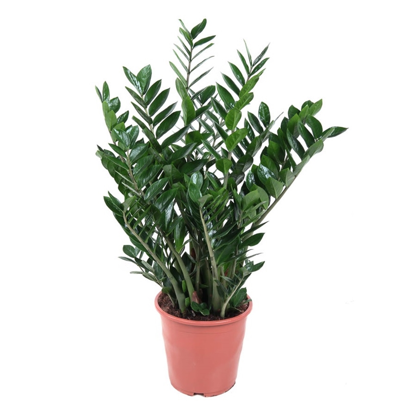 Замиакулькас замиелист. 27/110 (GL) 39492 - фото 99991