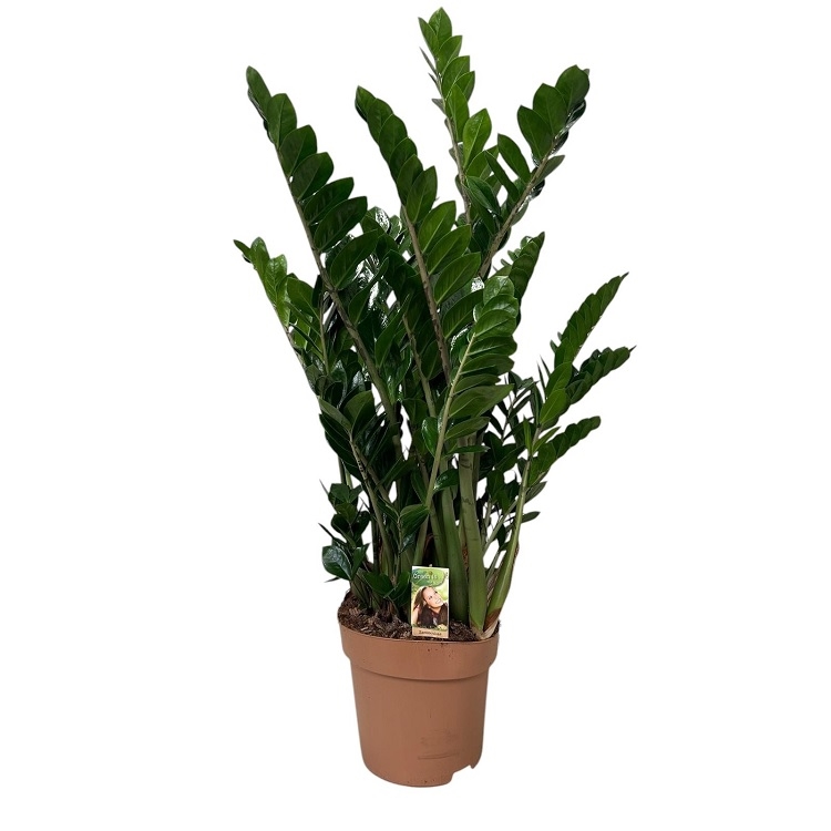 Замиакулькас замиелист. 30/120 (GL) 39493 - фото 99992