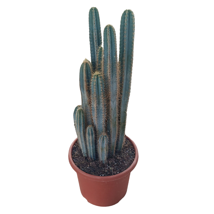 Кактус Пилозоцереус 45/130 (GL) 39494 - фото 99993