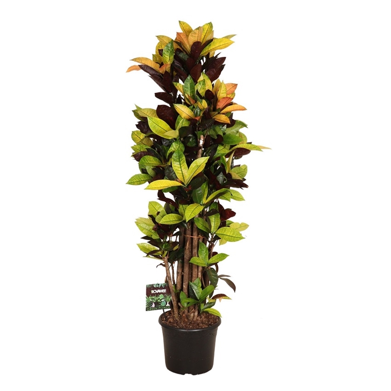 Кодиеум М.Айкетон бранч 35/170 (GL) 39496 - фото 99995