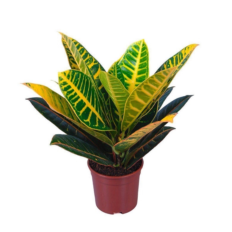 Кодиеум Петра 12/30 (GL) 39497 - фото 99996