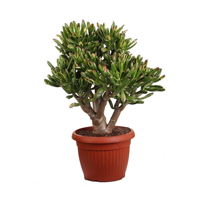 Крассула Голлум 21/50 (GL) 39499 - фото 99998