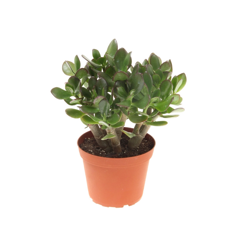 Крассула овата 21/45 (GL) 39500 - фото 99999