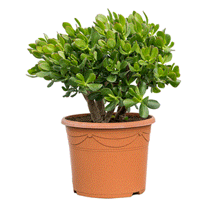 Крассула овата 30/40 (GL) 39501