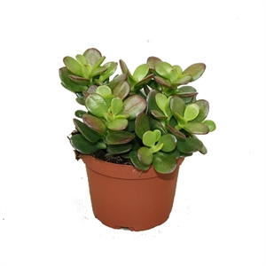 Крассула овата Минор 10/15 (GL) 39502