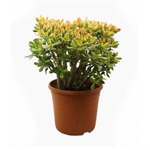 Крассула овата Сансет 30/50 (GL) 39504