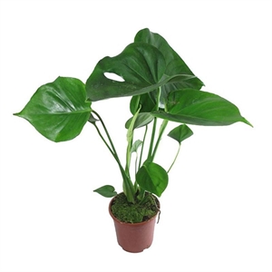 Монстера делициоза 12/35 (GL) 39506