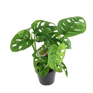 Монстера Манки Лиф 12/25 (GL) 39508