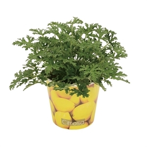 Пеларгония душистая 12/25 (GL) 39509