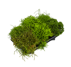 Рипсалис ассорти 9/15 (GL) 39511