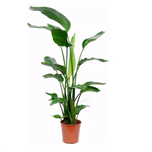 Стрелиция Николая 27/180 (GL) 39514