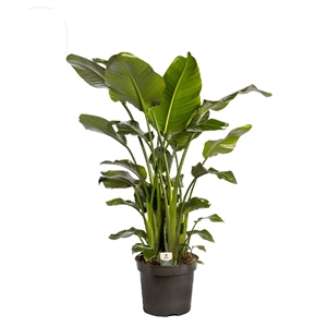 Стрелиция Николая 35/180 (GL) 39515