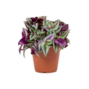 Традесканция Зебрина 12/15, 39517 (GL) 39517