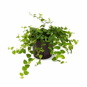 Фикус пумила Грин Санни 9/15 (GL) 39532