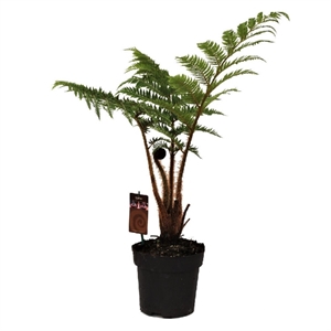 Циатея австралис 14/40 (GL) 39538