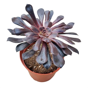 Эониум 14/30 (GL) 39543