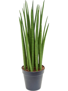 Сансевиерия цилиндрическая "Spikes" 21/80 (Nieuwkoop Europe) 39561